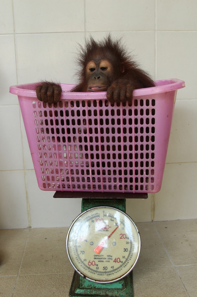 Baby Orangutan Peanut Is Too Scared To Climb, In Our Exclusive Clip ...