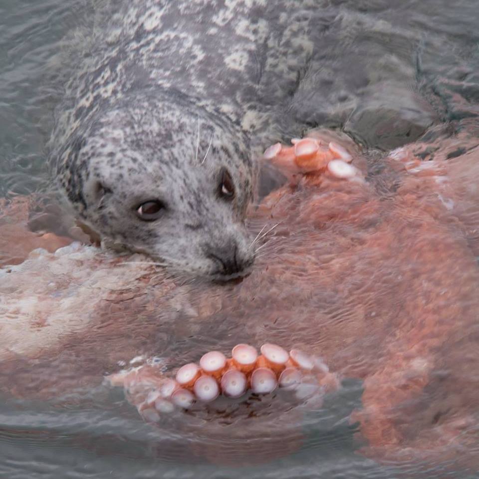 Harbor Seal Eating