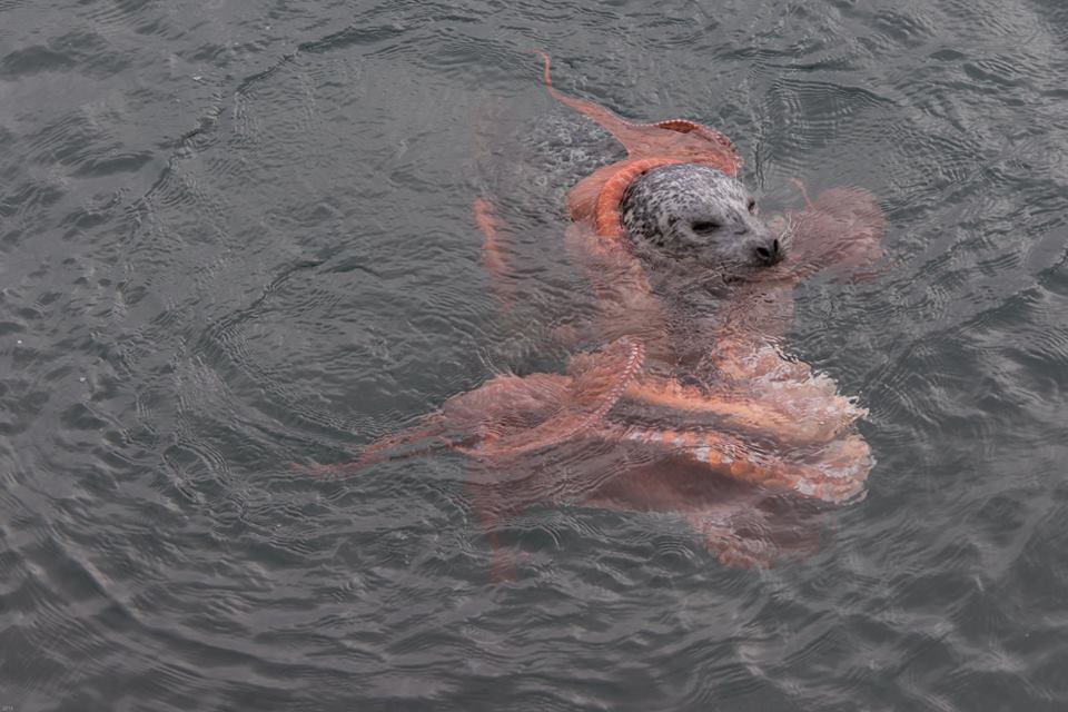 incredible-fight-between-seal-and-octopus-caught-on-camera-huffpost