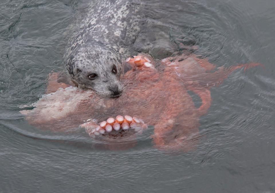 octopus natural predators