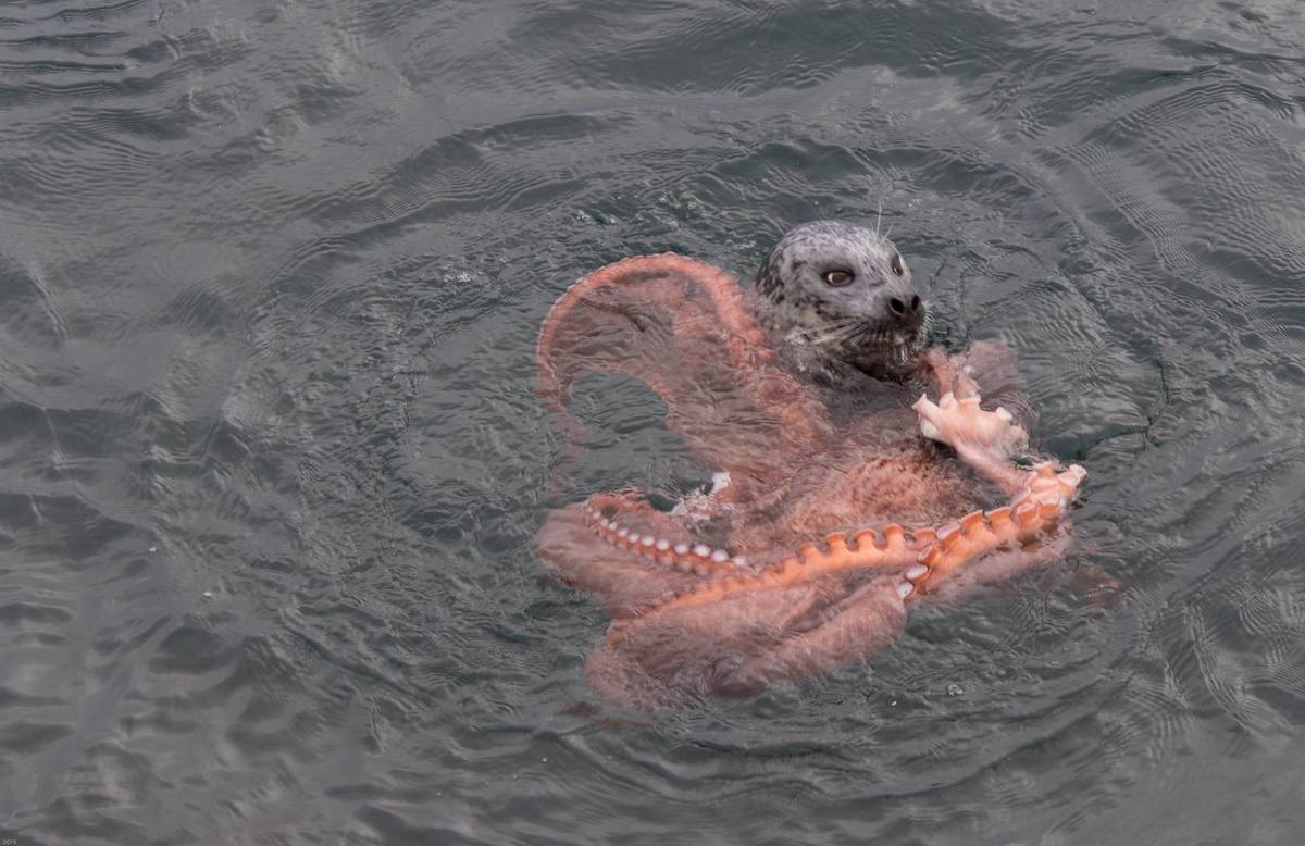 octopus vs squid