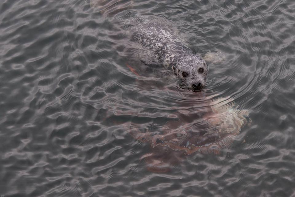 Incredible Fight Between Seal And Octopus Caught On Camera | HuffPost