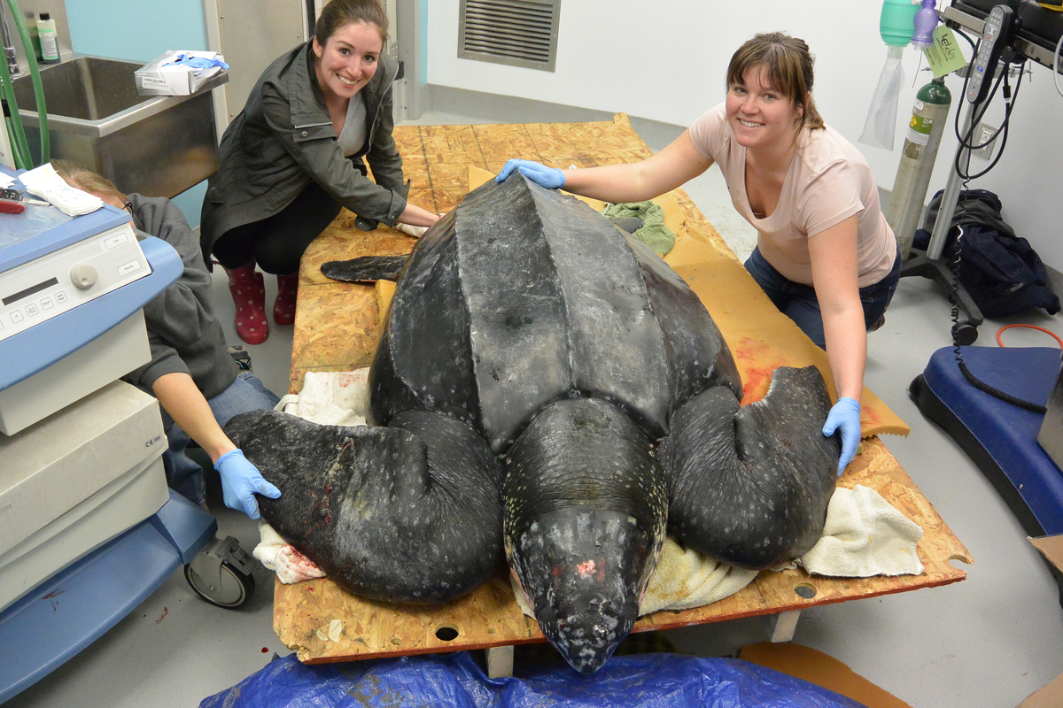 Aquarium Rushes To Save Stranded Leatherback Sea Turtle | HuffPost