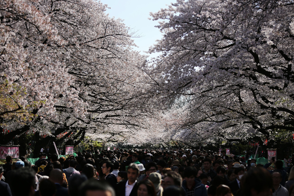 Cherry Blossom Trees Around The World Explode In Spectacular Colour ...