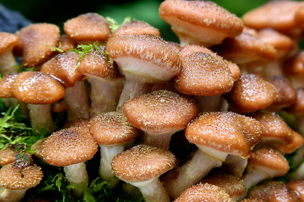 TRIP OUT ON THESE 11 CRAZY MUSHROOMS | HuffPost