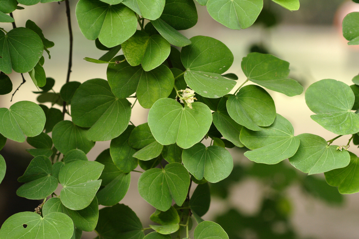 PHOTOS: Here Are 22 Of Delhi's Most Beautiful Native Trees That Need ...