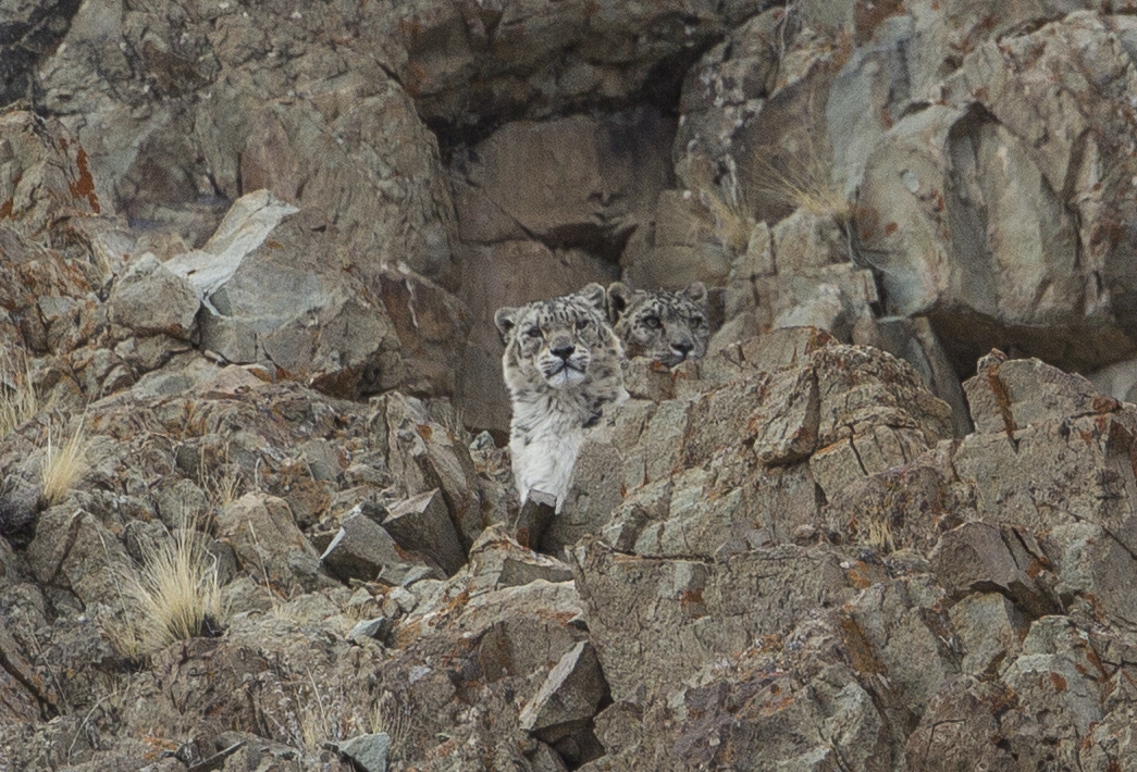 Spot The Snow Leopard: Incredible Pictures Show Camouflaged Cat ...