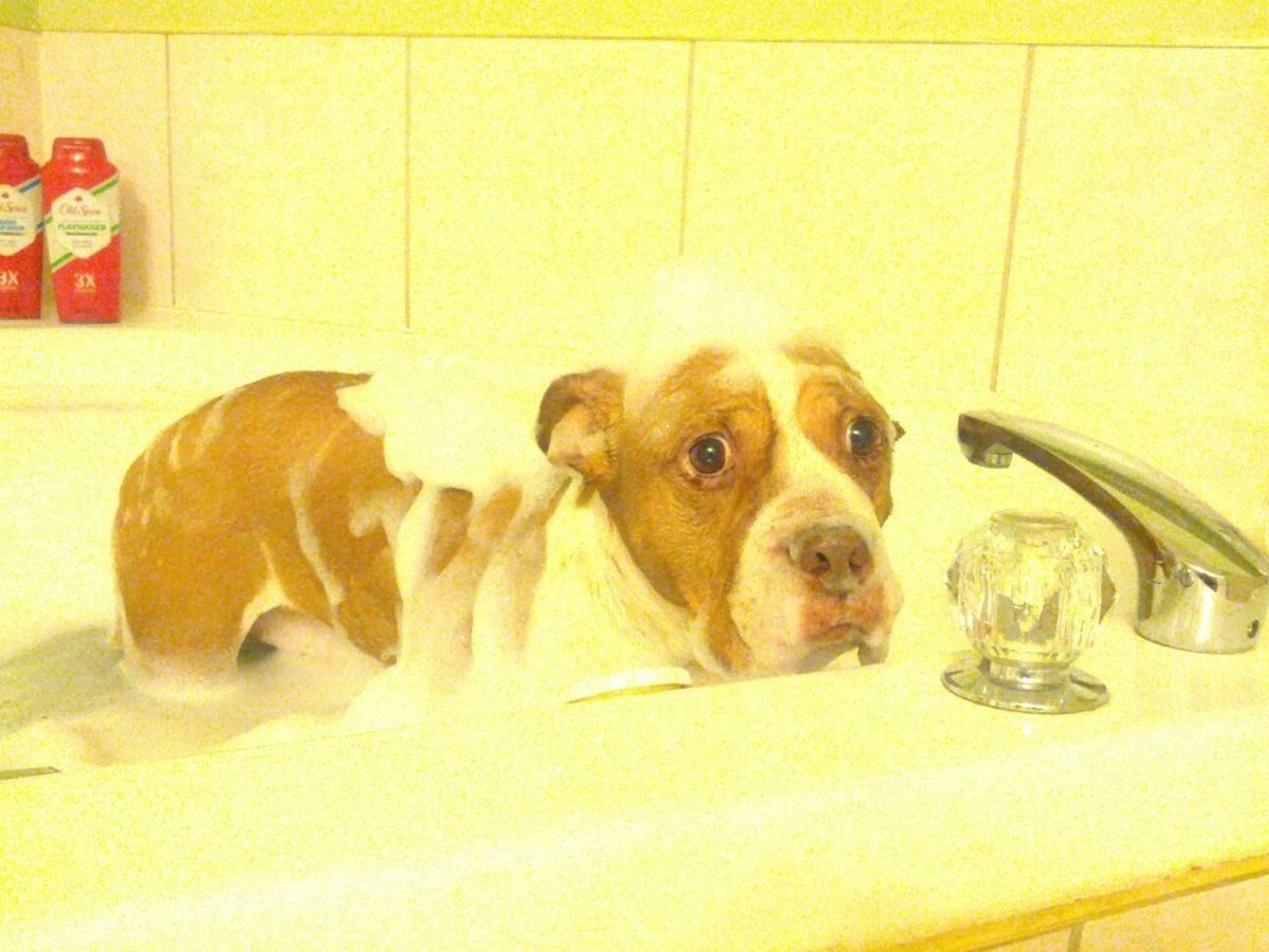 Bilderesultat for собаки в ванной