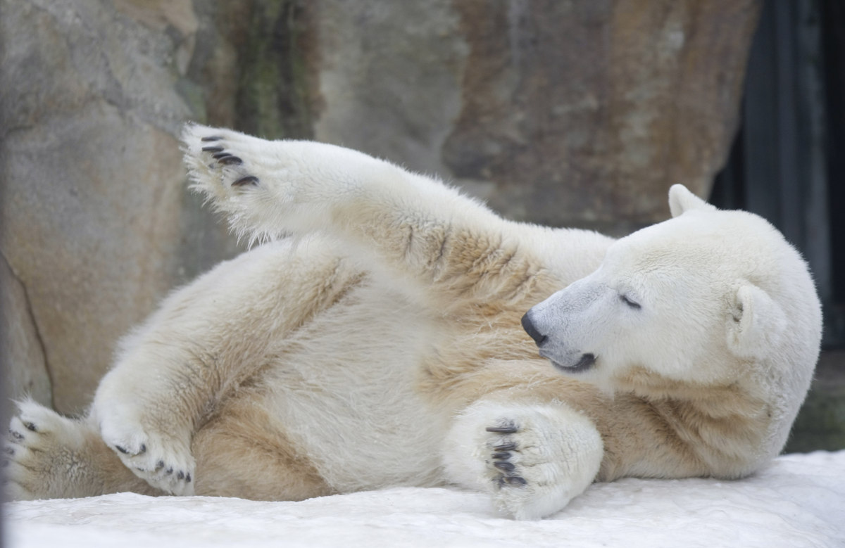 Knut The Polar Bear's Mysterious Death Has Been Solved | HuffPost UK