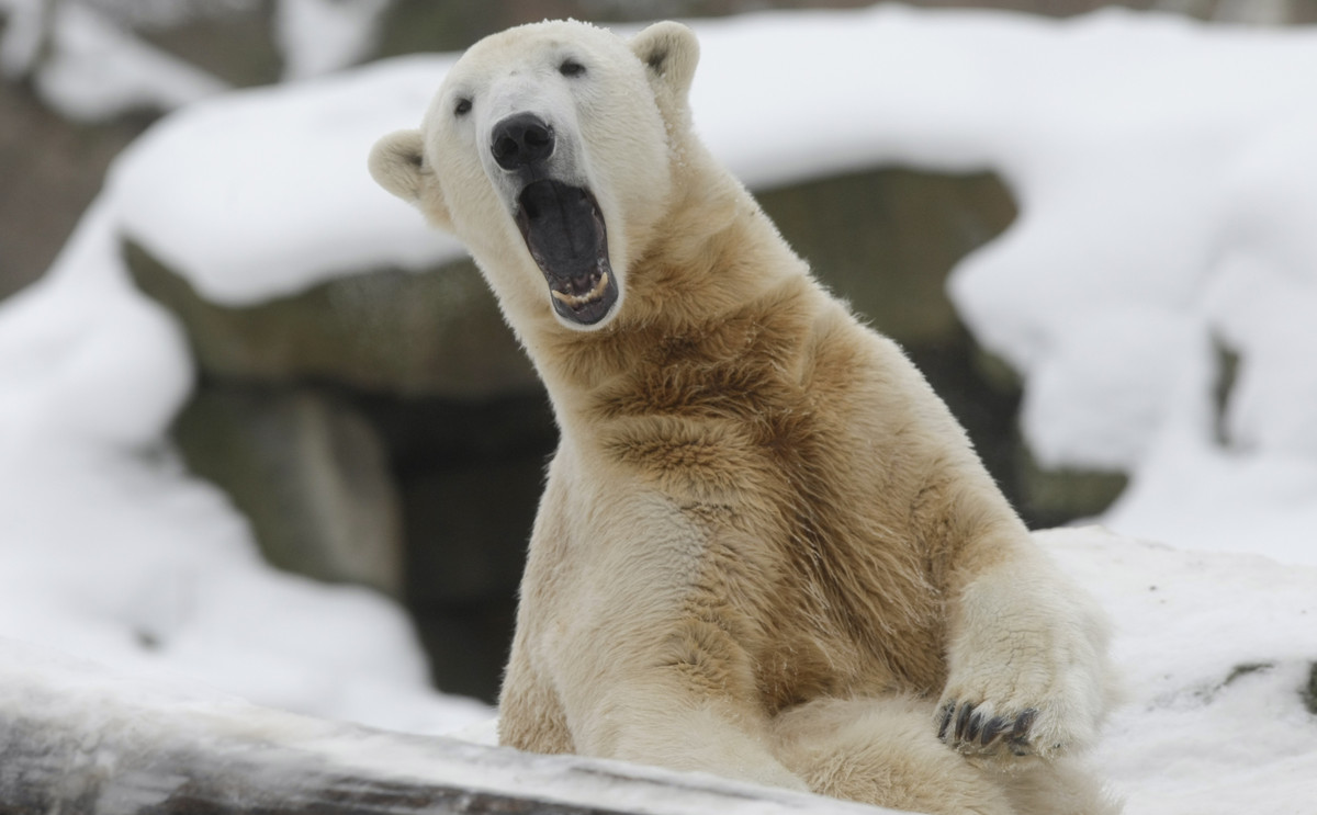 Knut The Polar Bear's Mysterious Death Has Been Solved | HuffPost UK