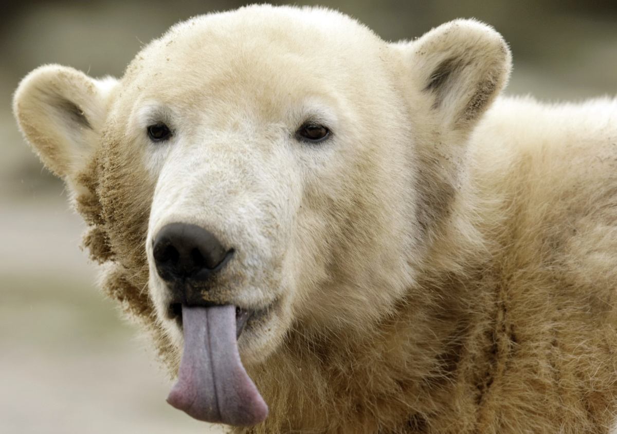 Knut The Polar Bear's Mysterious Death Has Been Solved | HuffPost UK