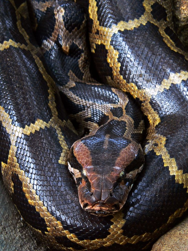 PHOTOS: These Are India's Deadliest Snakes