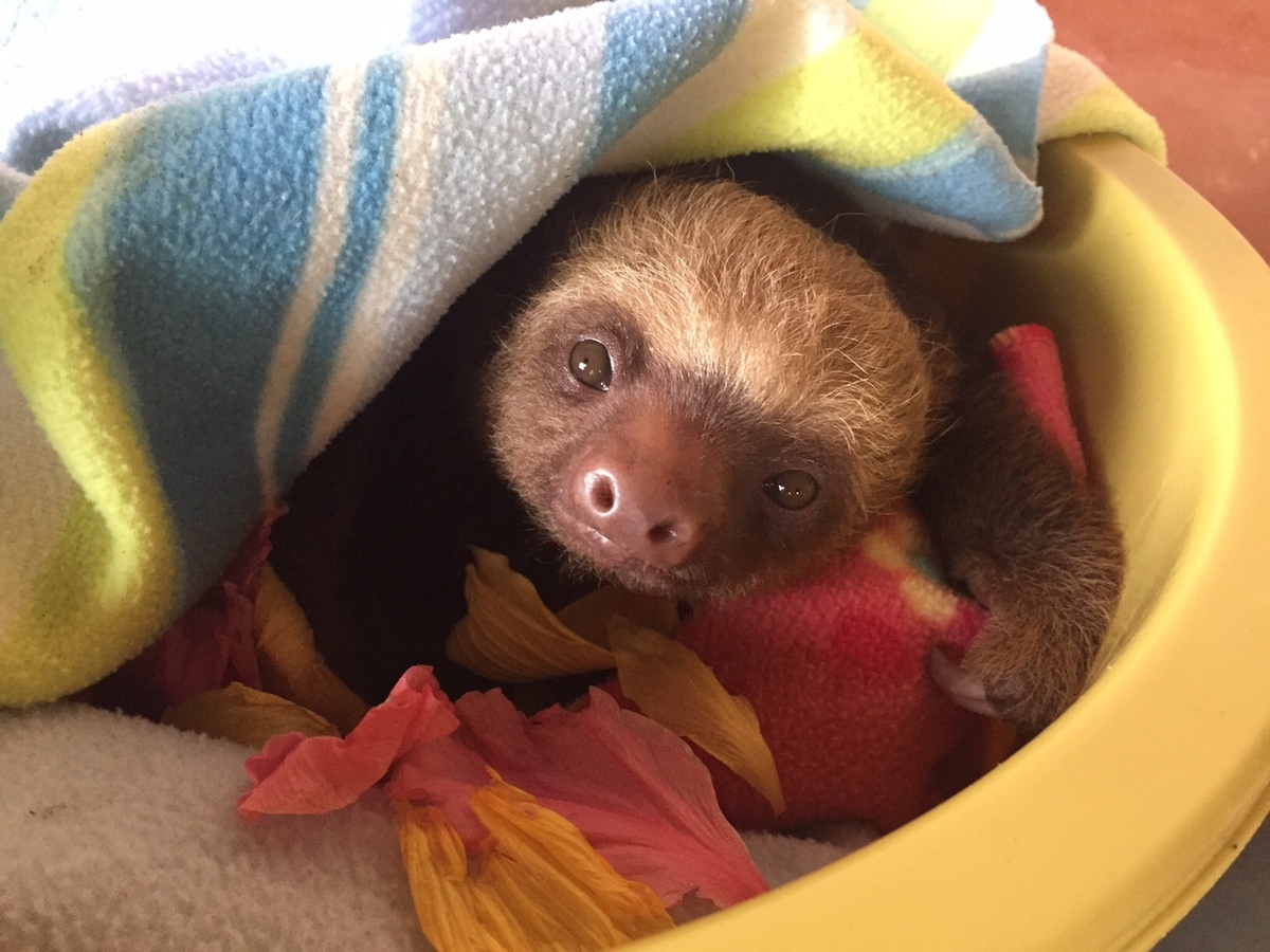 These Orphaned Baby Sloths Learning To Climb Will Be The Cutest Thing ...