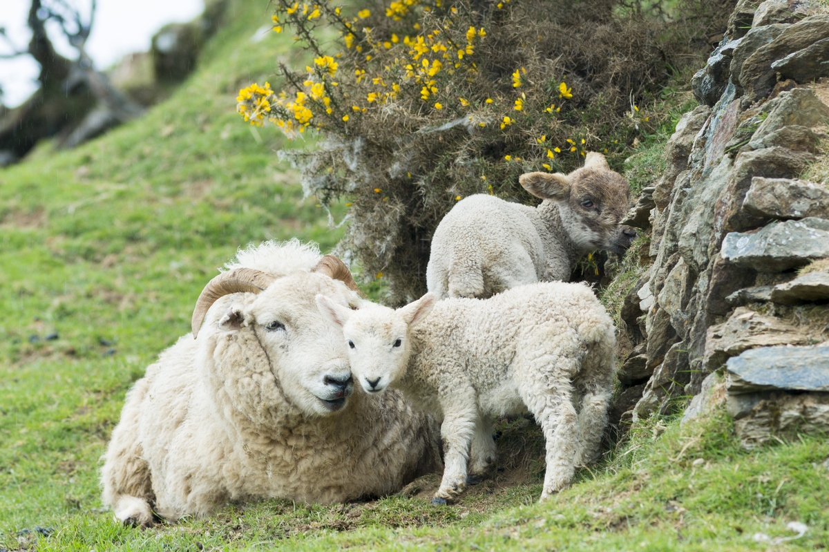 24 Animals Enjoying Spring Weather.. Just Like Us