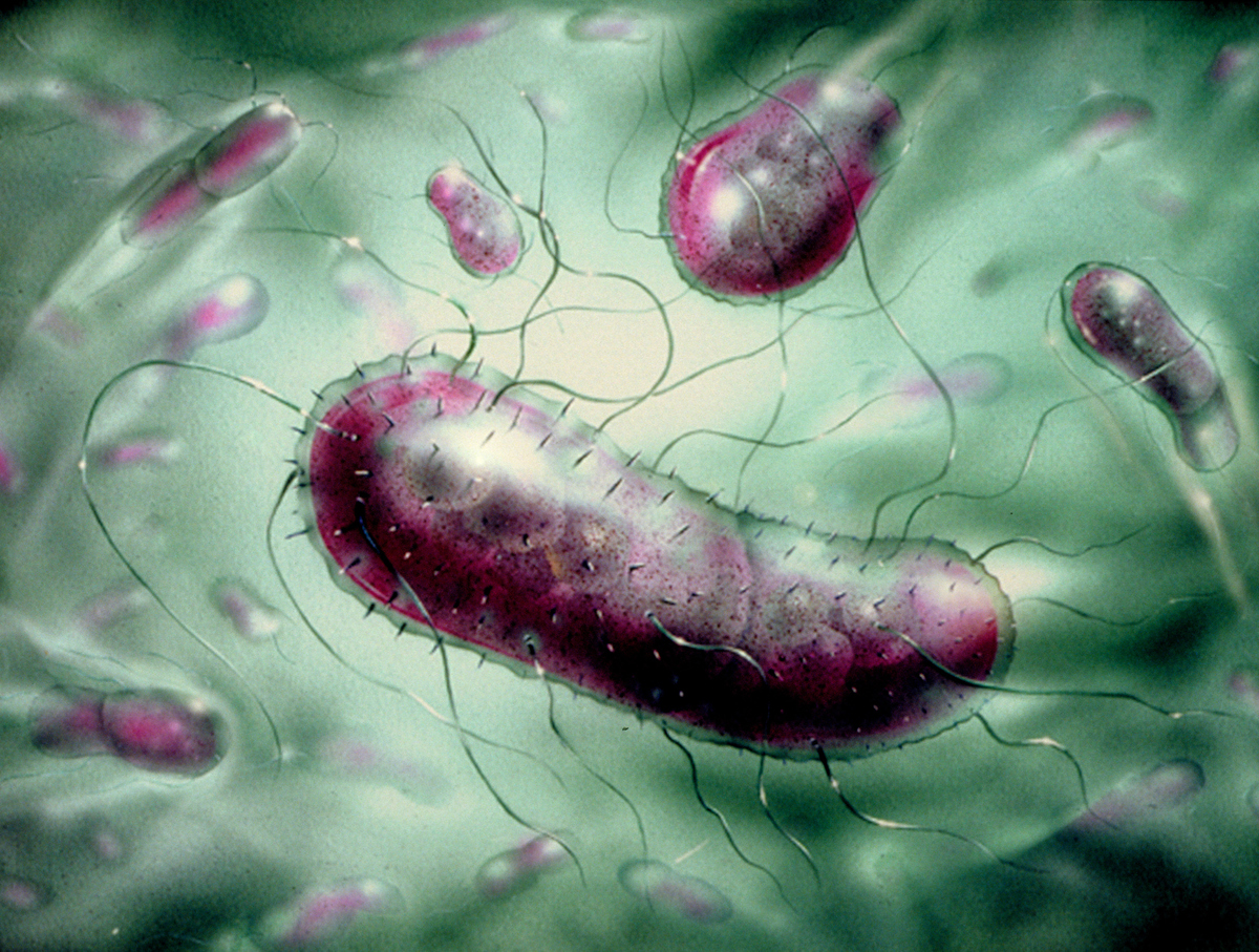 Кишечная палочка это. Бактерия Escherichia coli. Кишечная палочка (e. coli). Бактерии эшерихия коли. О микроорганизмы Escherichia coli.