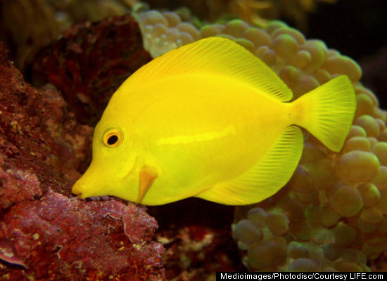 Exploring Exotic Deep-Sea Fish (PHOTOS)