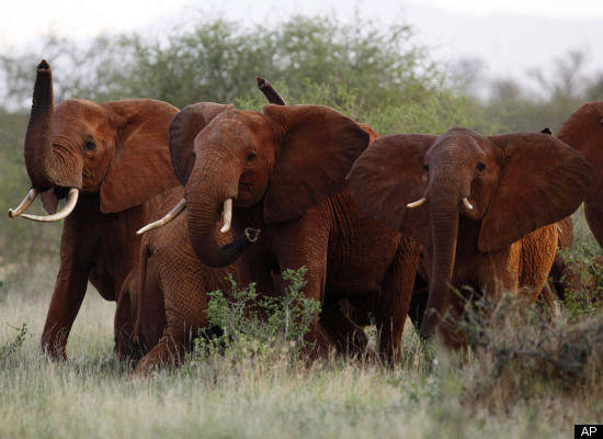 endangered elephants
