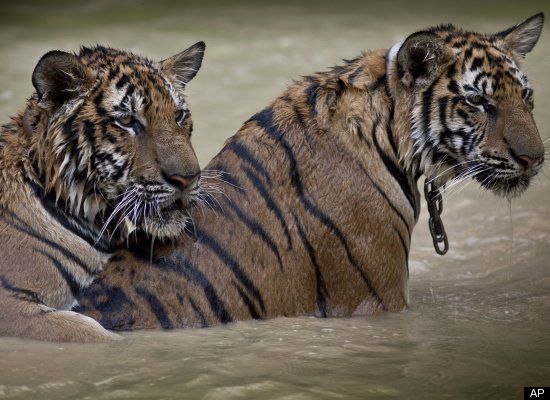 endangered tigers
