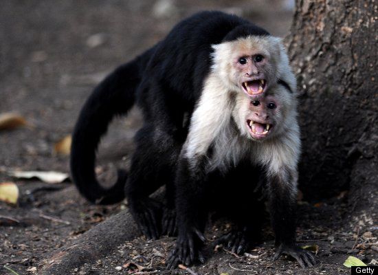 monkeys