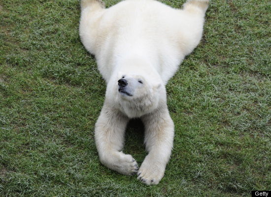 polar bear