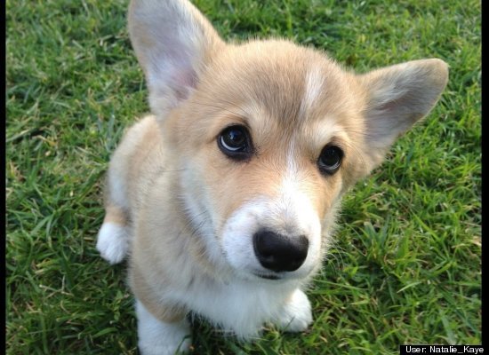 Corgi Puppy Sees A Mirror For The First Time (VIDEO)