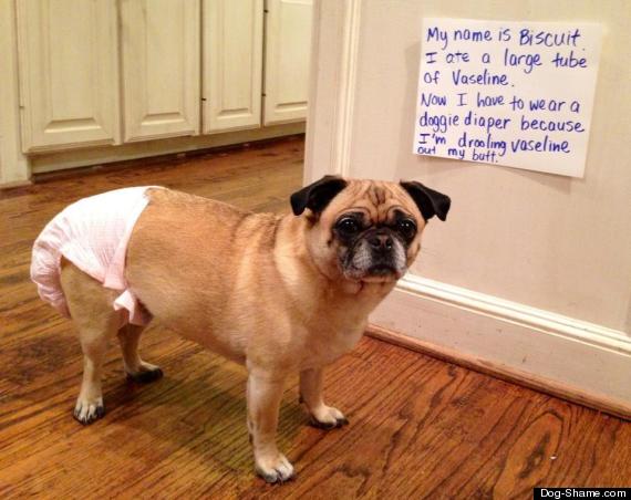 dog shamed pug