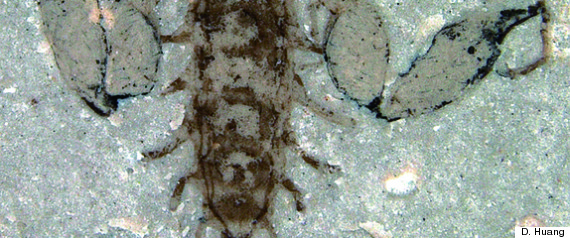 Dinosaur Parasites? These Jurassic Bugs Didn't Suck Dino Blood After ...