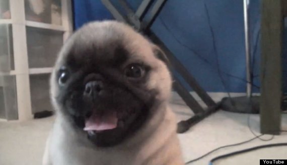 pug puppy surprise