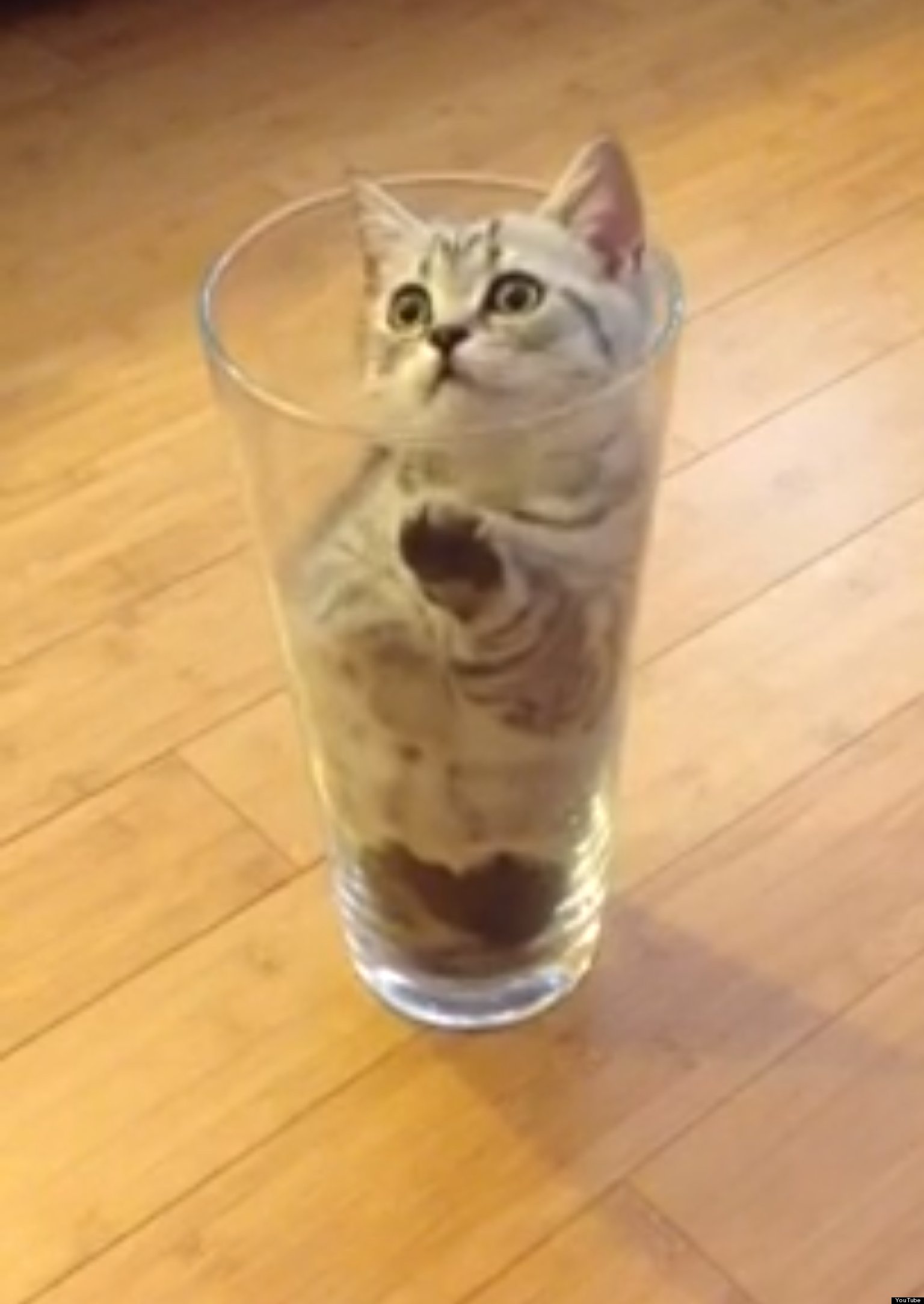 Котик в стакане