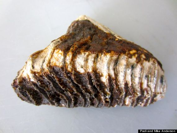 mammoth tooth