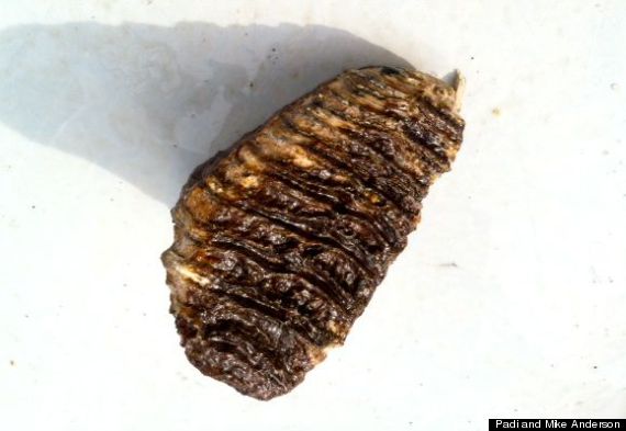 mammoth tooth