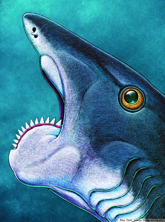 helicoprion shark chainsaw teeth