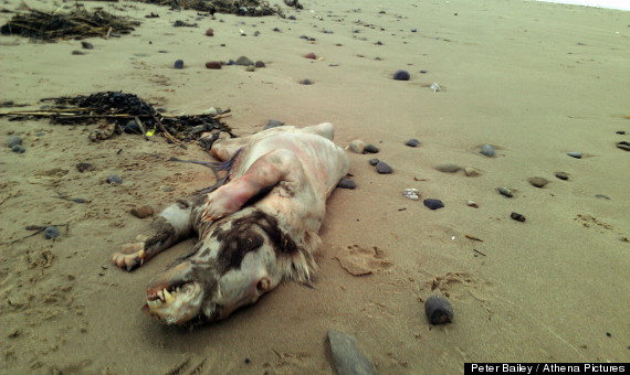 beast of tenby mystery creature