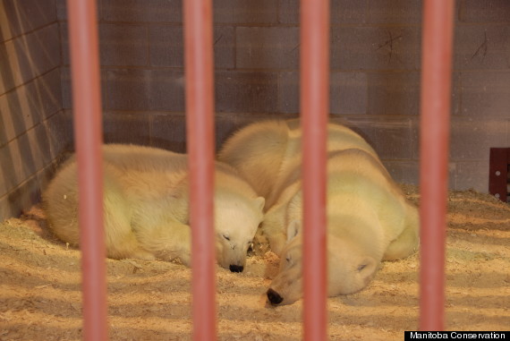 churchill manitoba polar bears