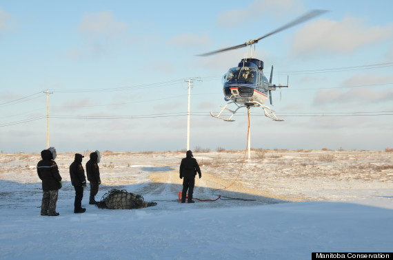 polar bears churchill manitoba