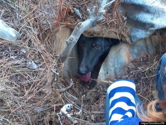 bojangles rescues katie 7