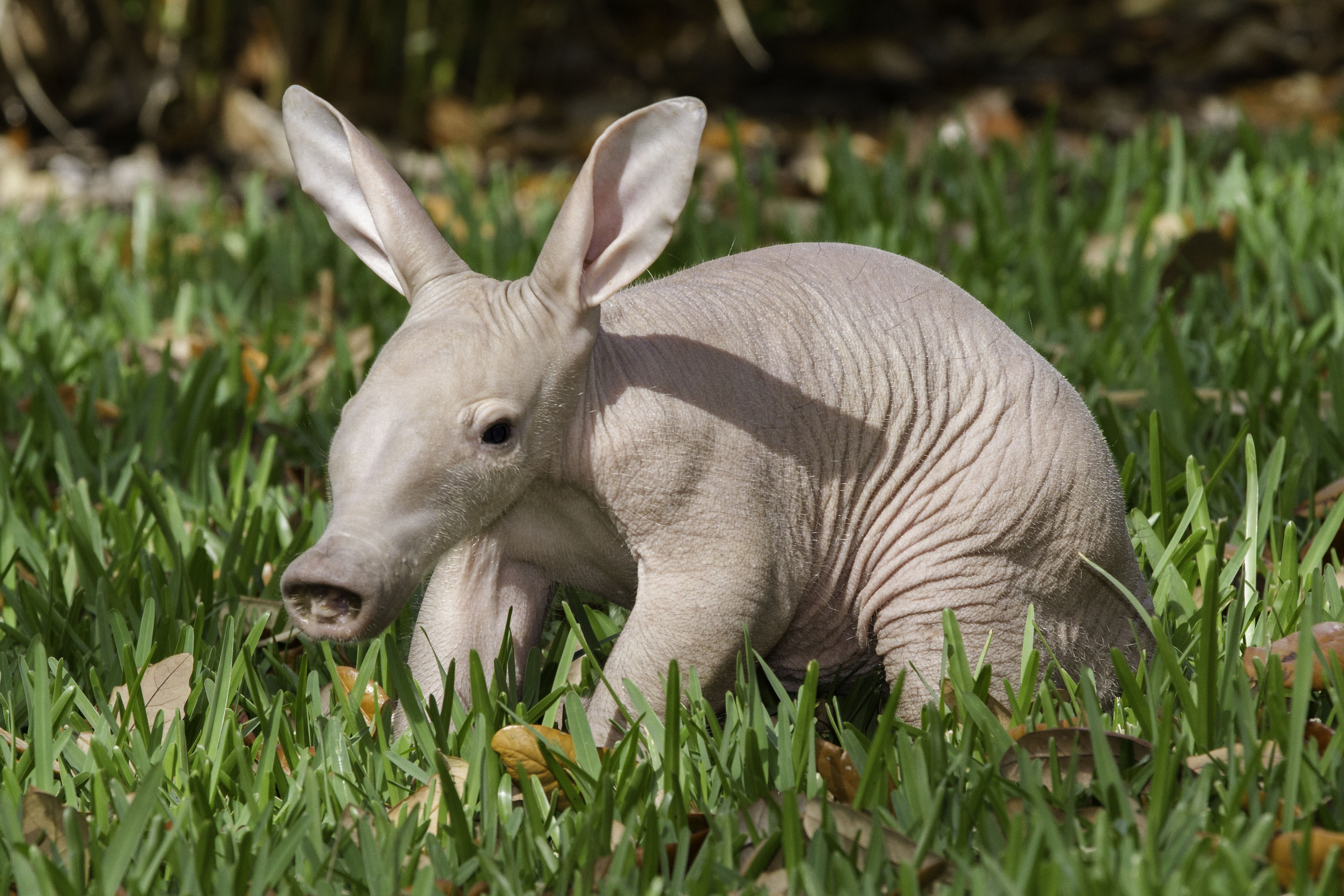 Another Baby Aardvark Born At Busch Gardens Tampa Bay (PHOTO