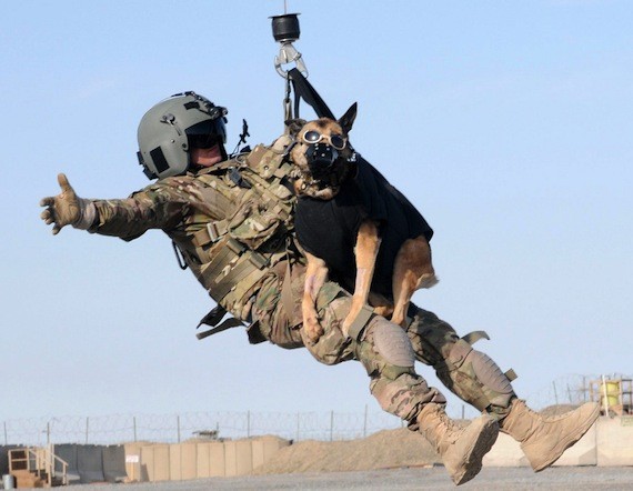 military working dog