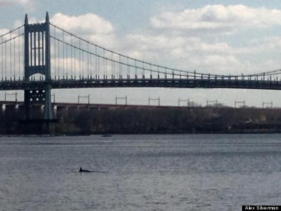 dolphin east river