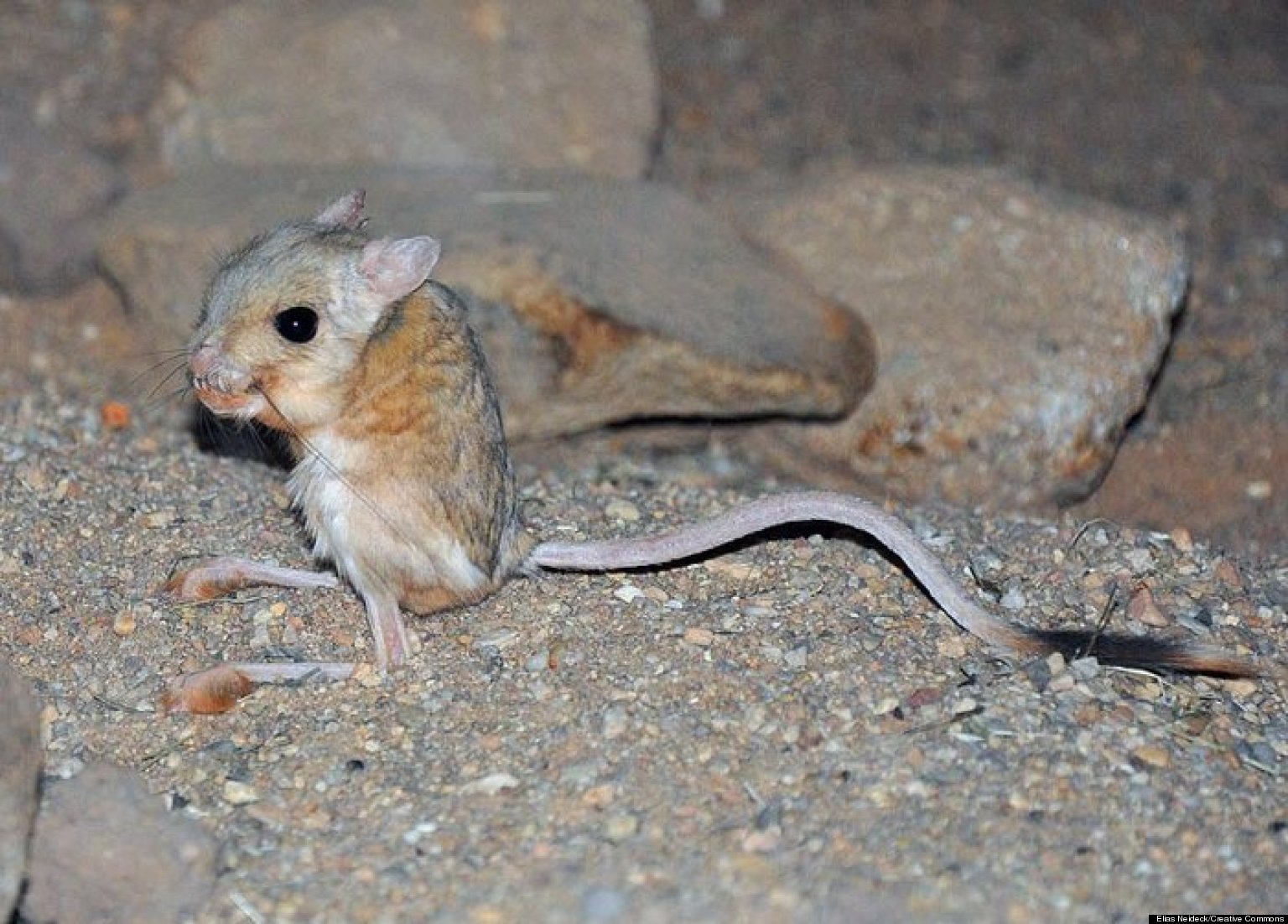 How Your Skeleton Grows: Jerboa Bones Shed Light On Skeletal Growth ...