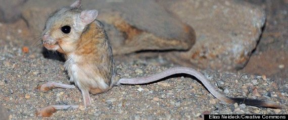 How Your Skeleton Grows: Jerboa Bones Shed Light On Skeletal Growth