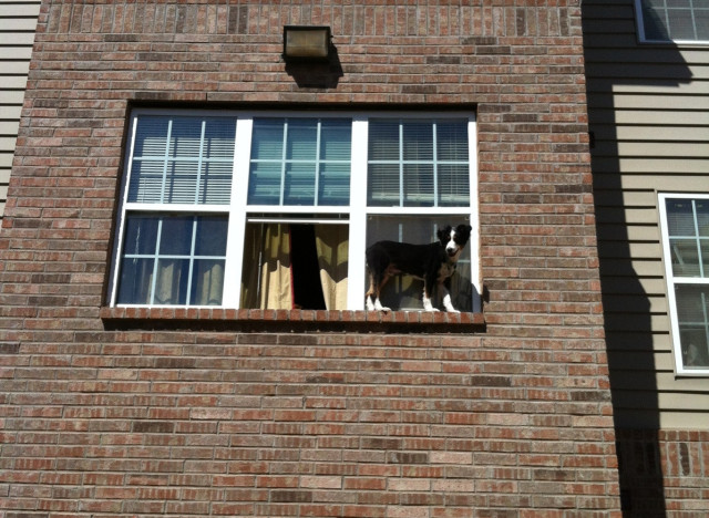 dog on window ledge