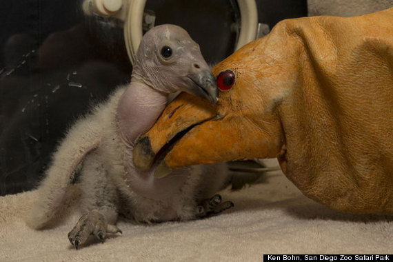 condorchick san diego zoo california