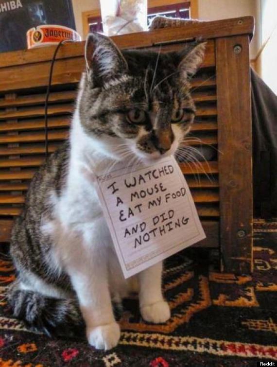 Cat Shaming Is The New Dog Shaming (PHOTO) | HuffPost