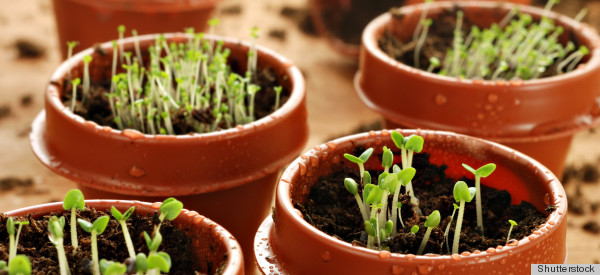 planting seeds indoors