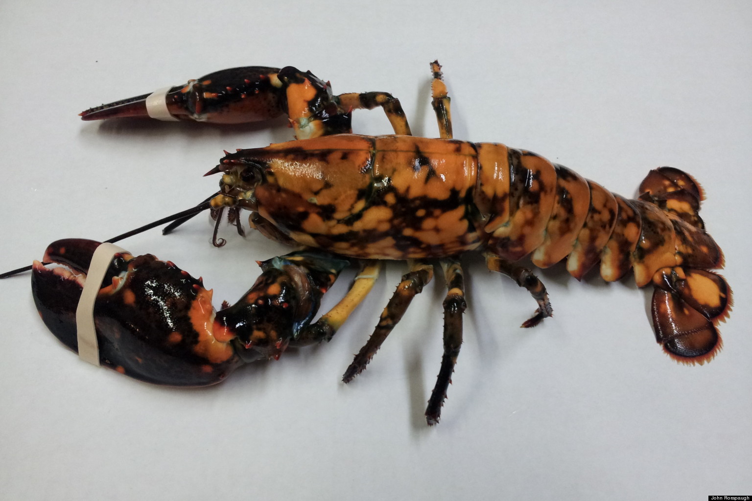 Eddie The Calico Lobster, Now At A D.C. Seafood Wholesaler's Offices ...