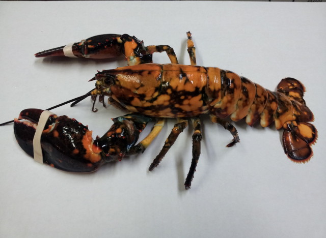 eddie calico lobster