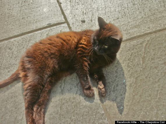 alfie the chepstow cat