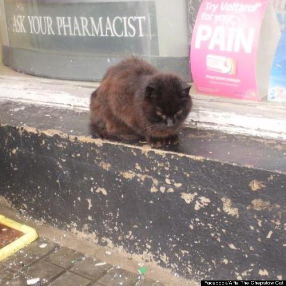 alfie the chepstow cat