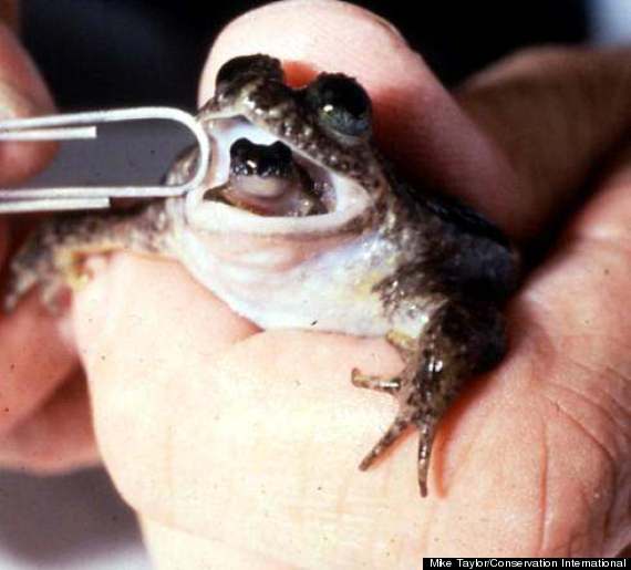 gastricbroodingfrog